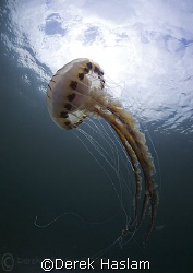 Compass jelly fish. Connemara. D200, 10.5mm. by Derek Haslam 